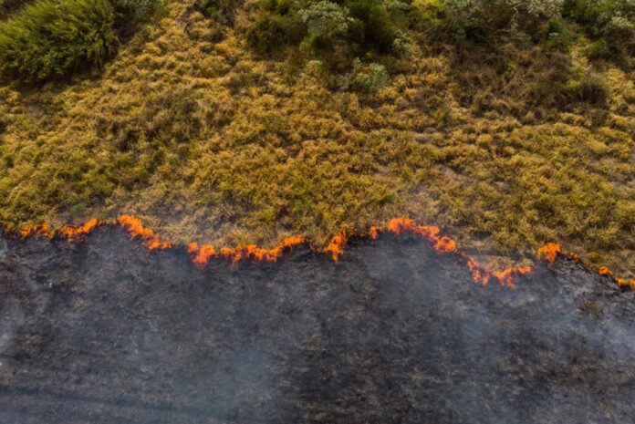 Revolutionizing forest management
