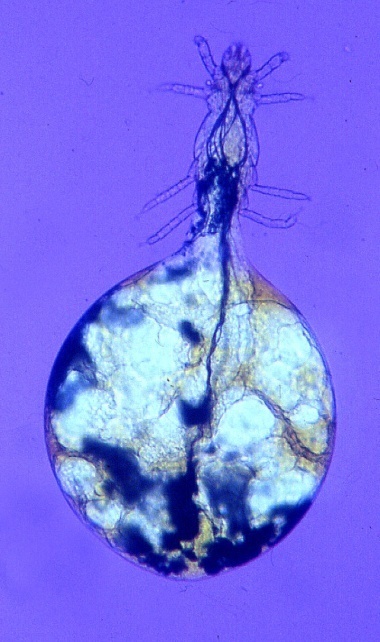 Pyemotes ventricosus